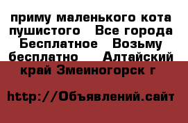 приму маленького кота пушистого - Все города Бесплатное » Возьму бесплатно   . Алтайский край,Змеиногорск г.